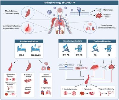 Blood flow restriction as a potential therapy to restore physical function following COVID-19 infection